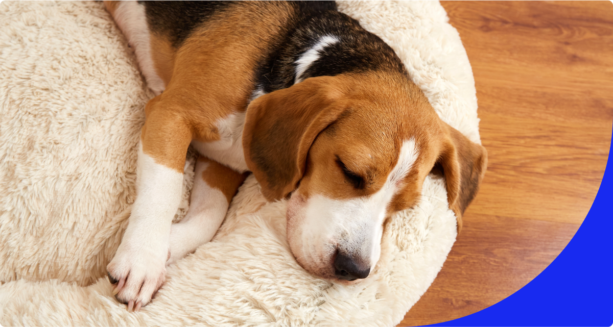 Dog sleeping on bed