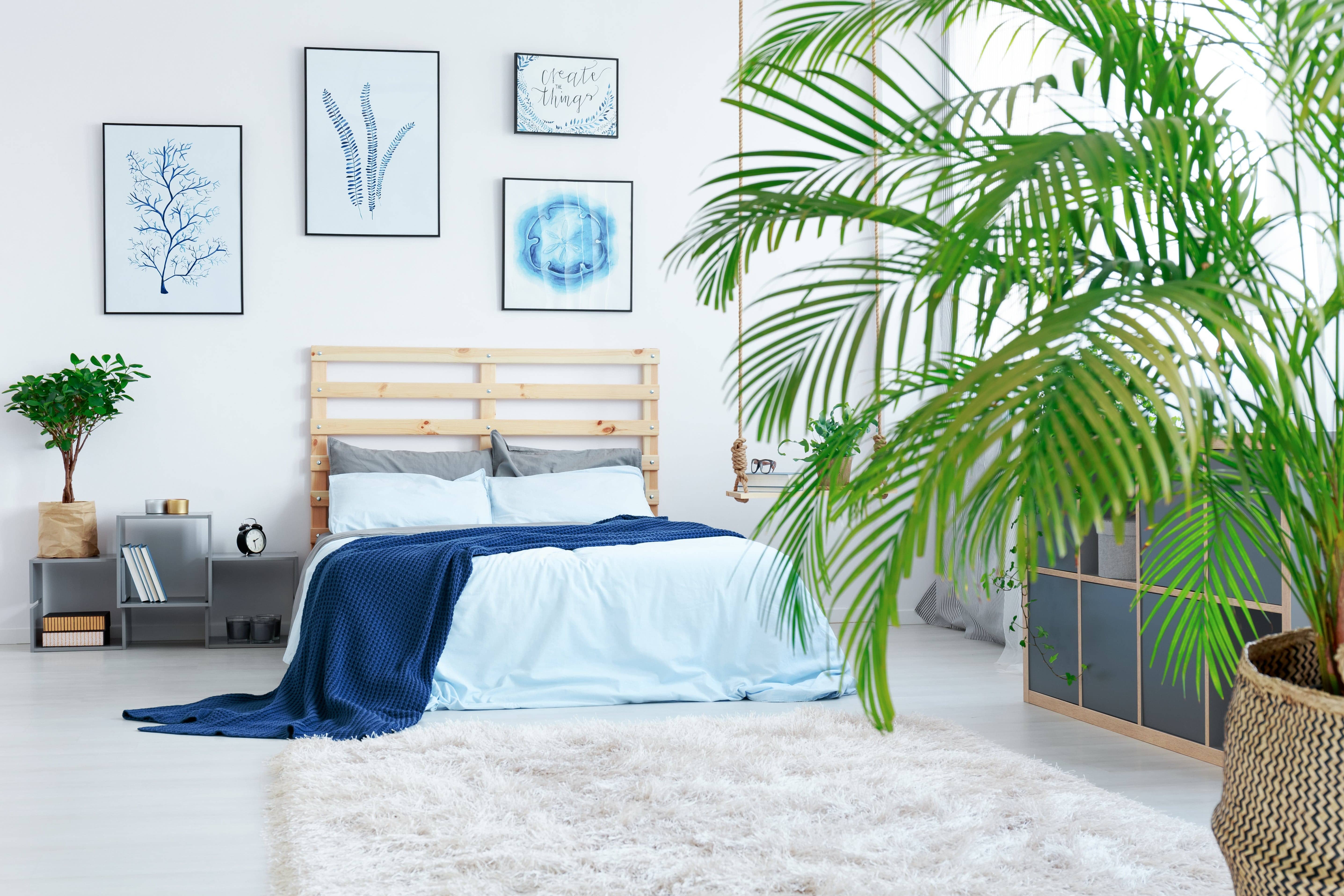 large plant in bedroom