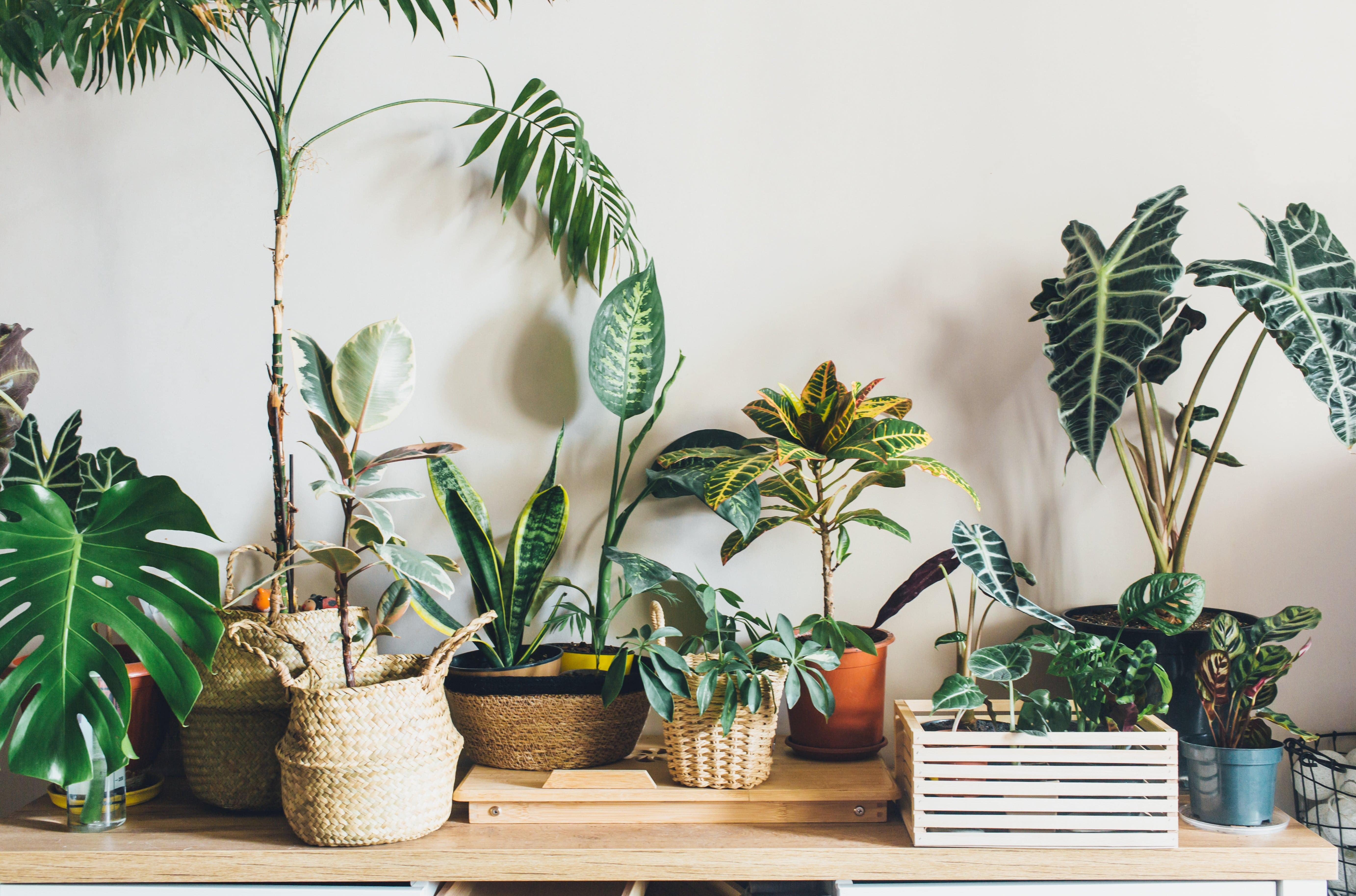 a shelf full of potted plants