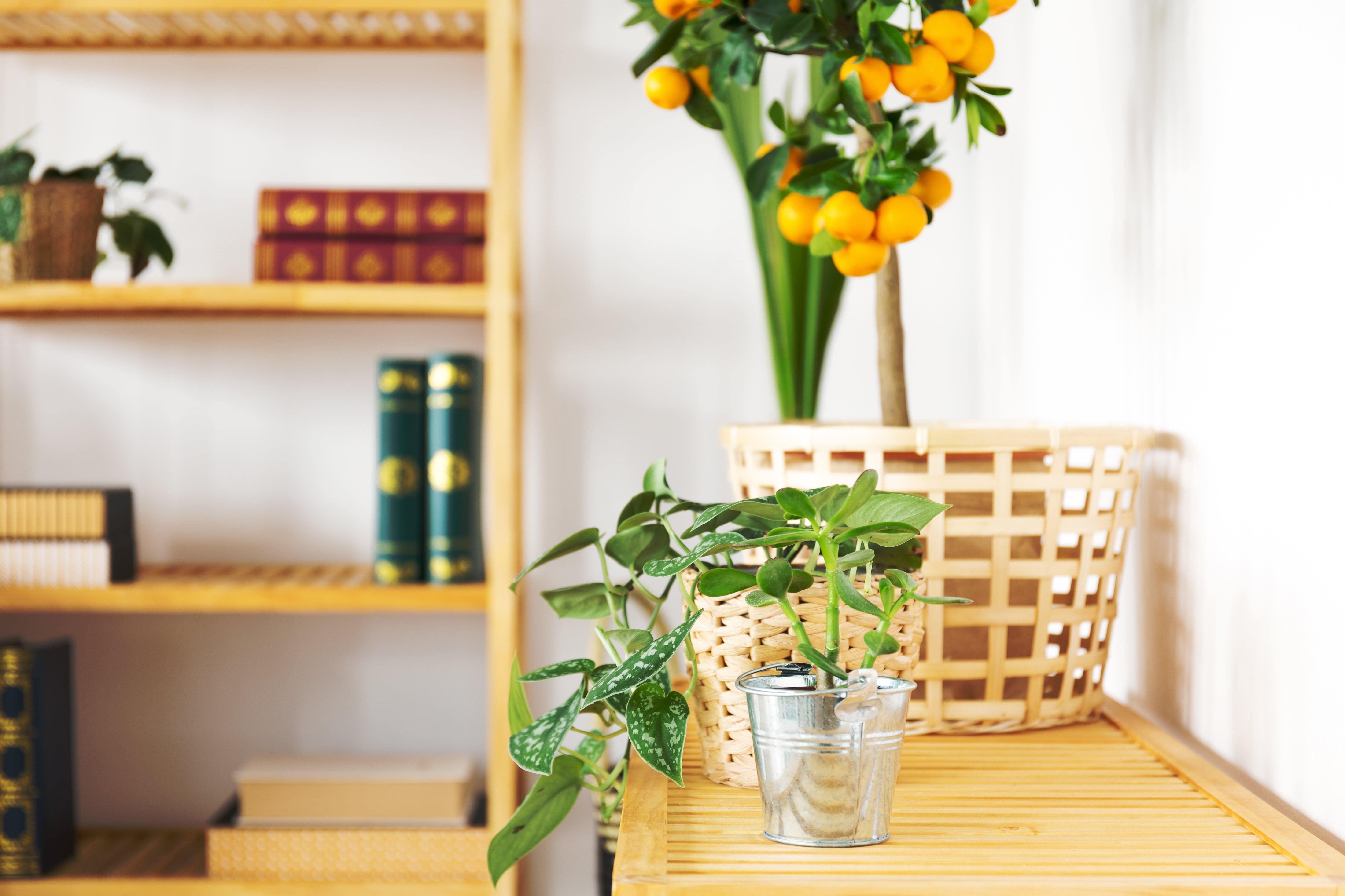 green and yellow plants indoors